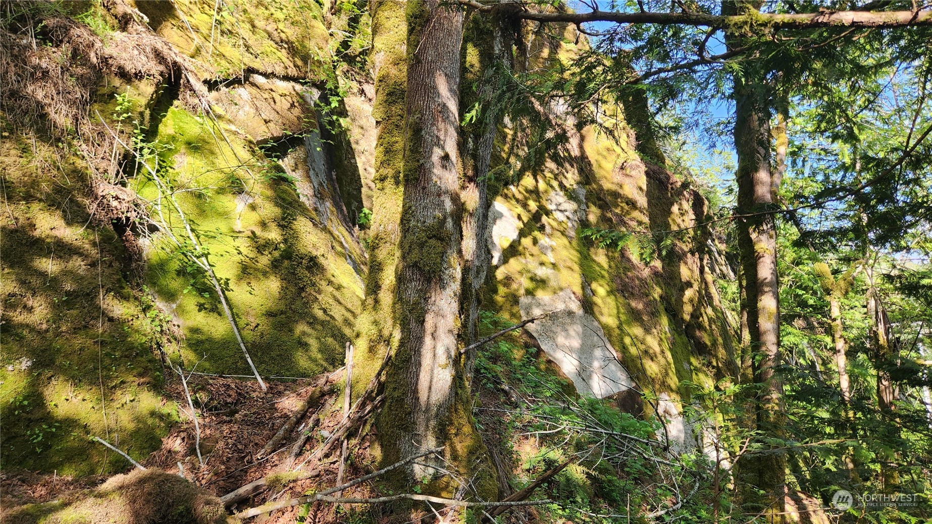 49235 Reiter Road Index, WA 98256 - Photo 23 of 31 a view of tree