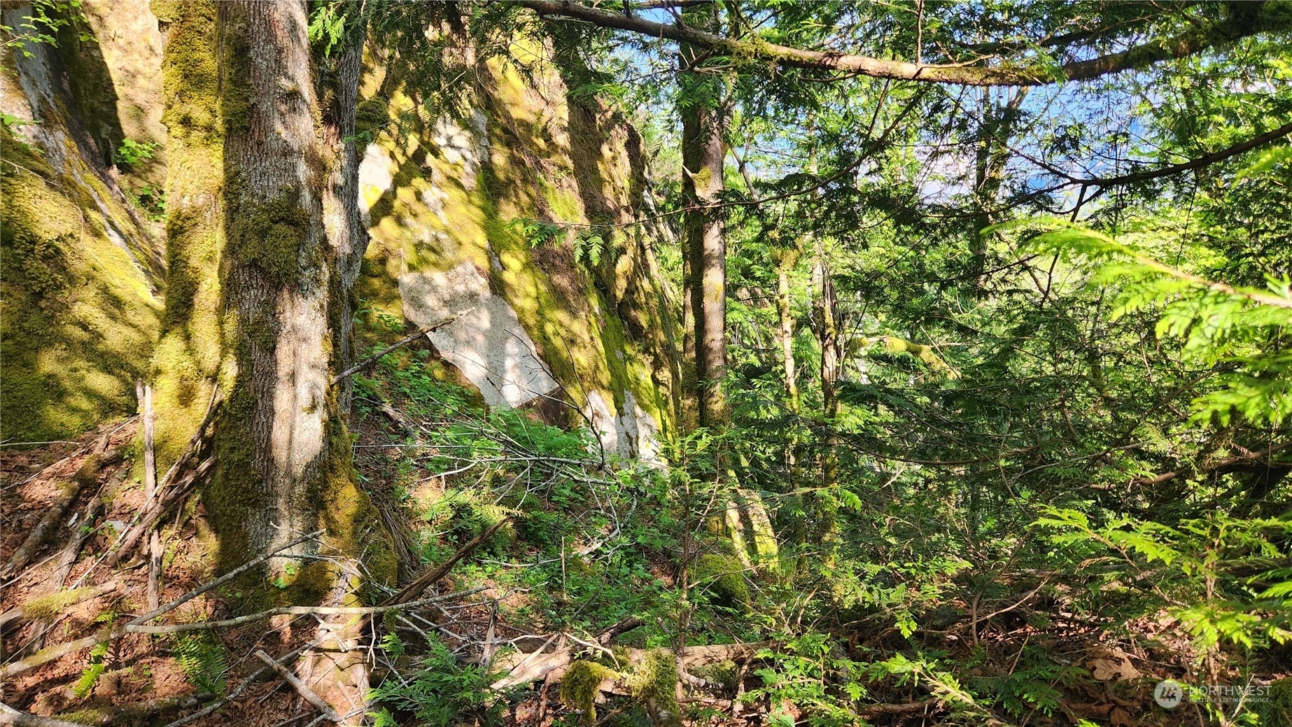 49235 Reiter Road Index, WA 98256 - Photo 29 of 31 a view of a tree