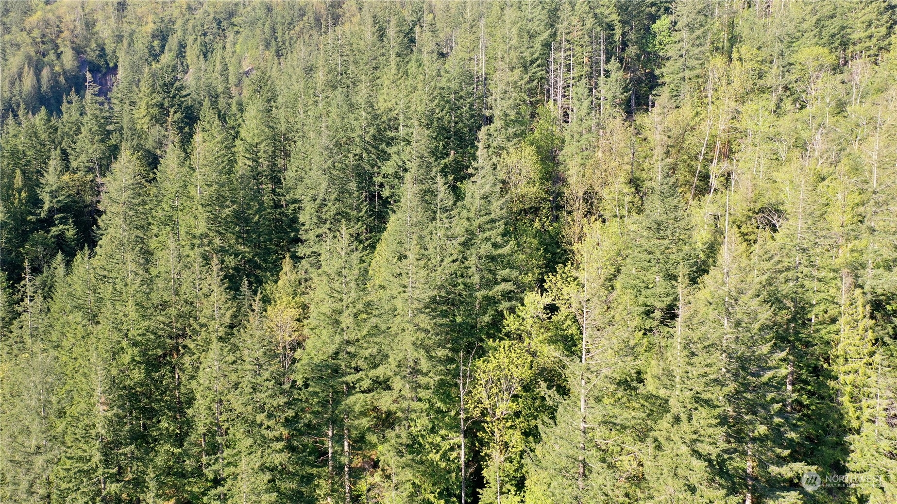 49235 Reiter Road Index, WA 98256 - Photo 4 of 31 a view of a forest with a tree