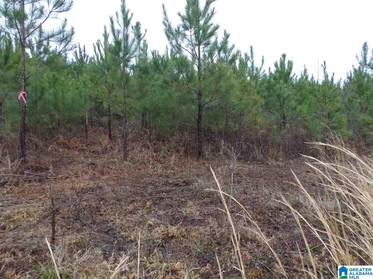 Jackson Trail, Unit 4 Albertville, AL 35950 - Photo 9 of 13