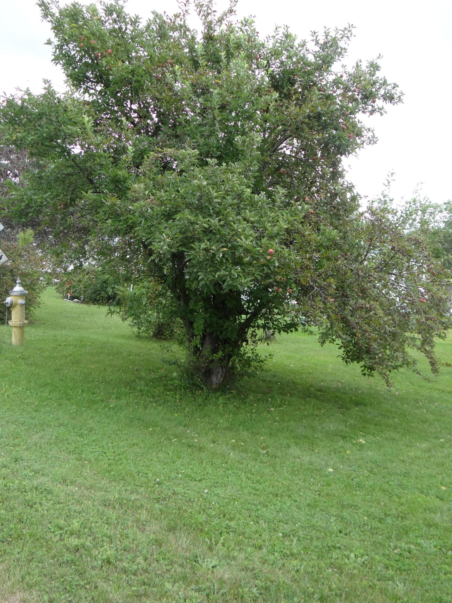 33 Pushaw Road Bangor, ME 04401 - Photo 21 of 23 Apple Tree