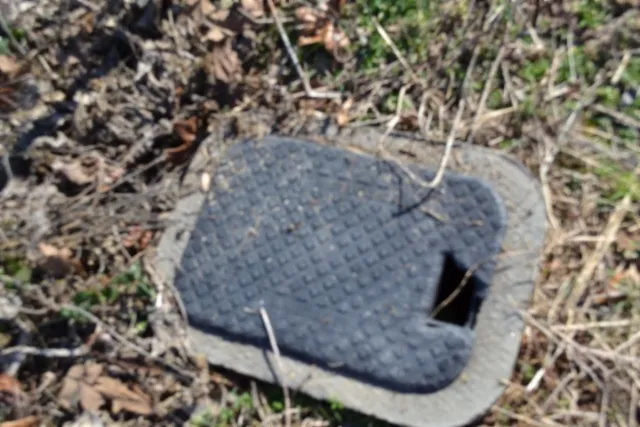 a view of a backyard with tall trees