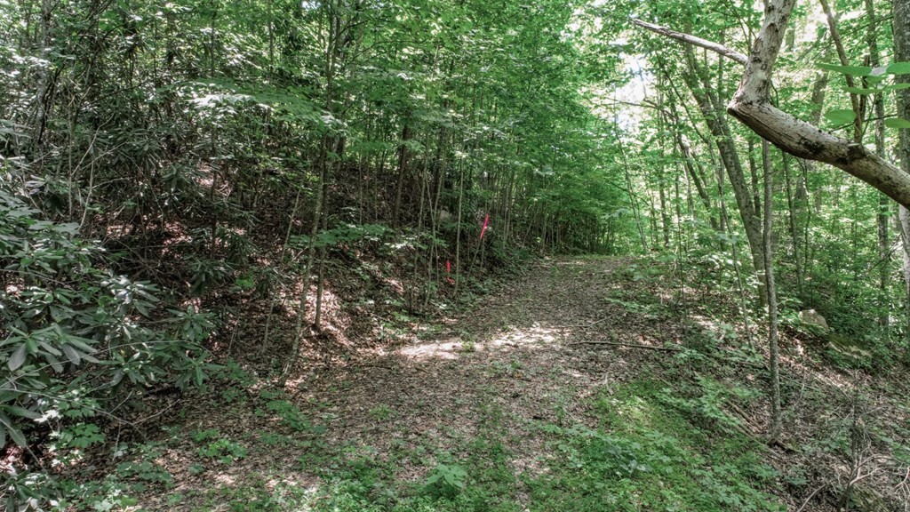 33983400 Laurelwood Road Cosby, TN 37722 - Photo 6 of 35 Gallery Image 6