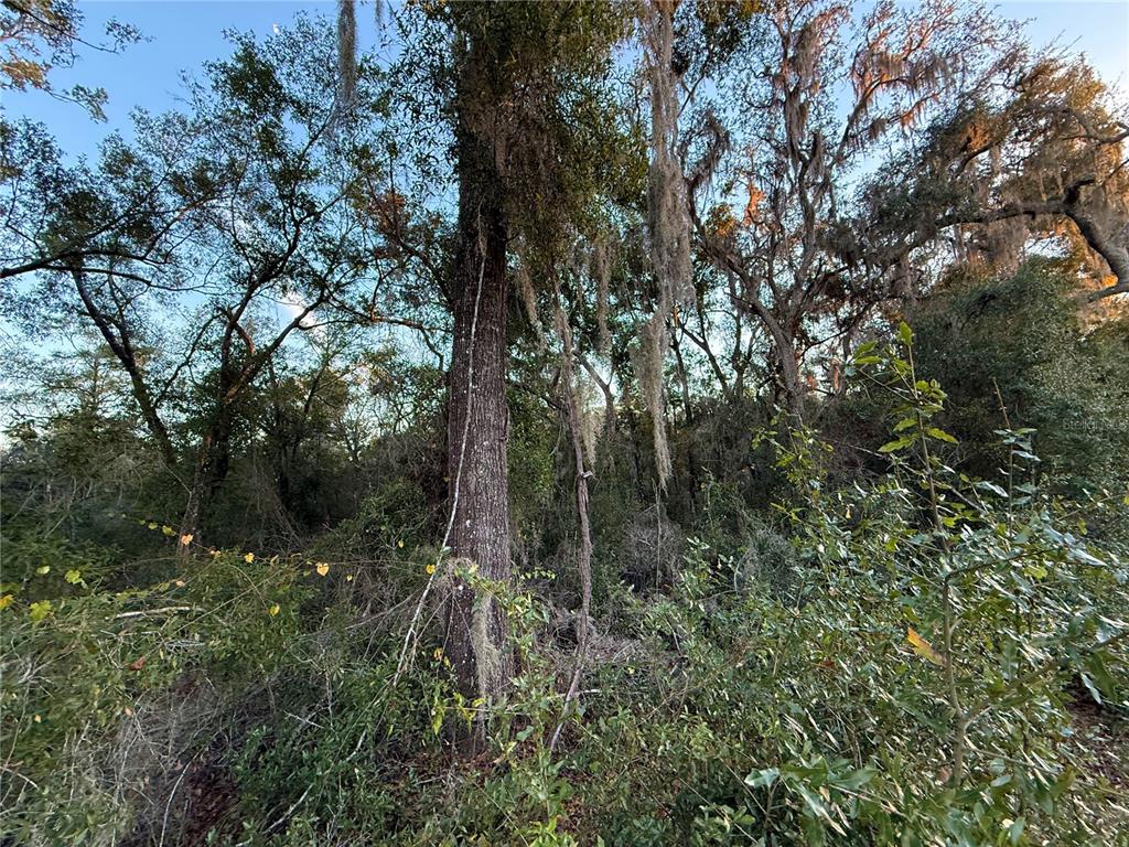 0 East Thrasher Drive Bronson, FL 32621 - Photo 12 of 18 a view of a forest with trees in the background