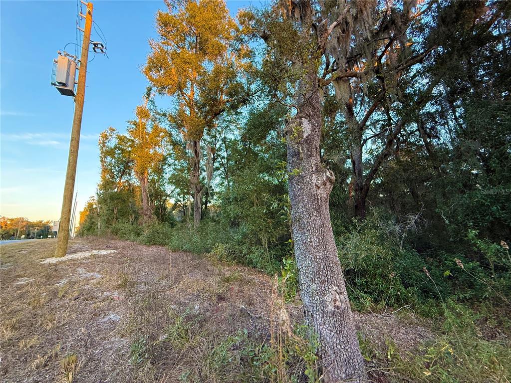 0 East Thrasher Drive Bronson, FL 32621 - Photo 3 of 18 a view of a forest with trees