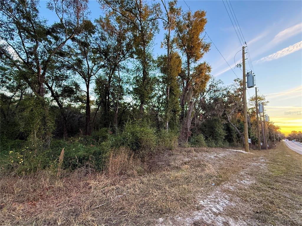 0 East Thrasher Drive Bronson, FL 32621 - Photo 4 of 18 a view of a forest with trees in the background