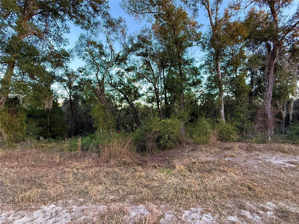 0 East Thrasher Drive Bronson, FL 32621 - Photo 5 of 18 a view of a forest with trees in the background