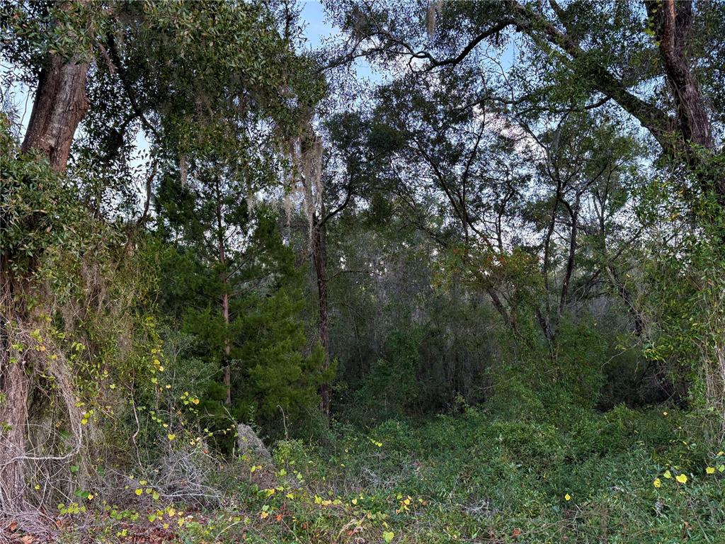 0 East Thrasher Drive Bronson, FL 32621 - Photo 7 of 18 a view of a forest with trees in the background