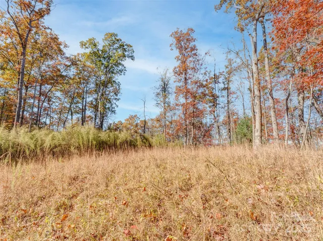 a view of a yard with trees in the background