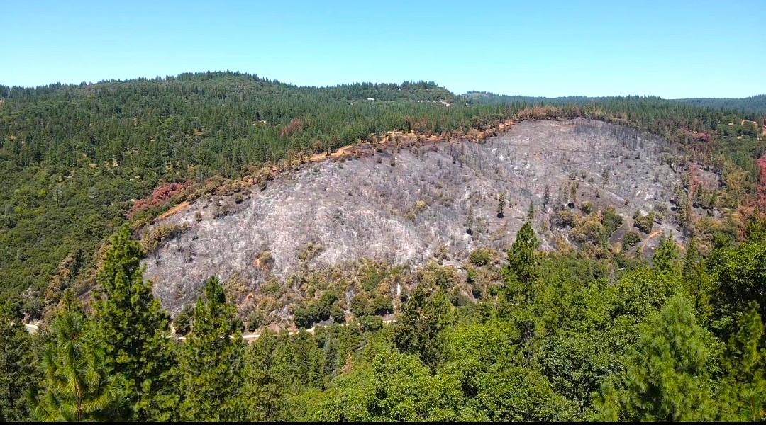 1925 Skull Flat Road West Point, CA 95255 - Photo 79 of 86 a view of a forest with a mountain in the background