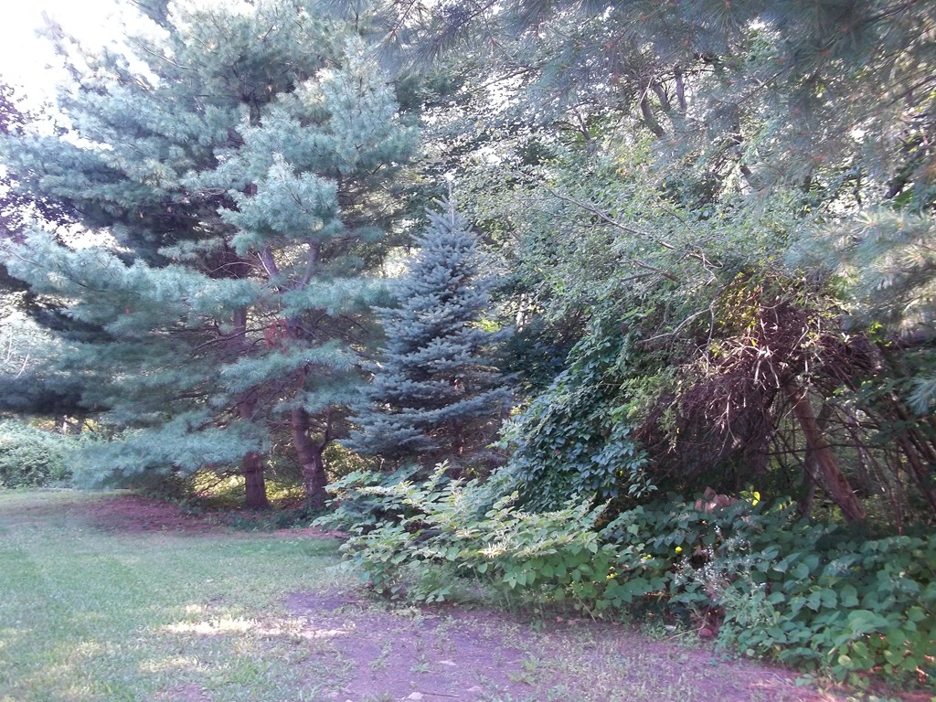 218 Bonham Road Dedham, MA 02026 - Photo 28 of 30 Gallery Image 28