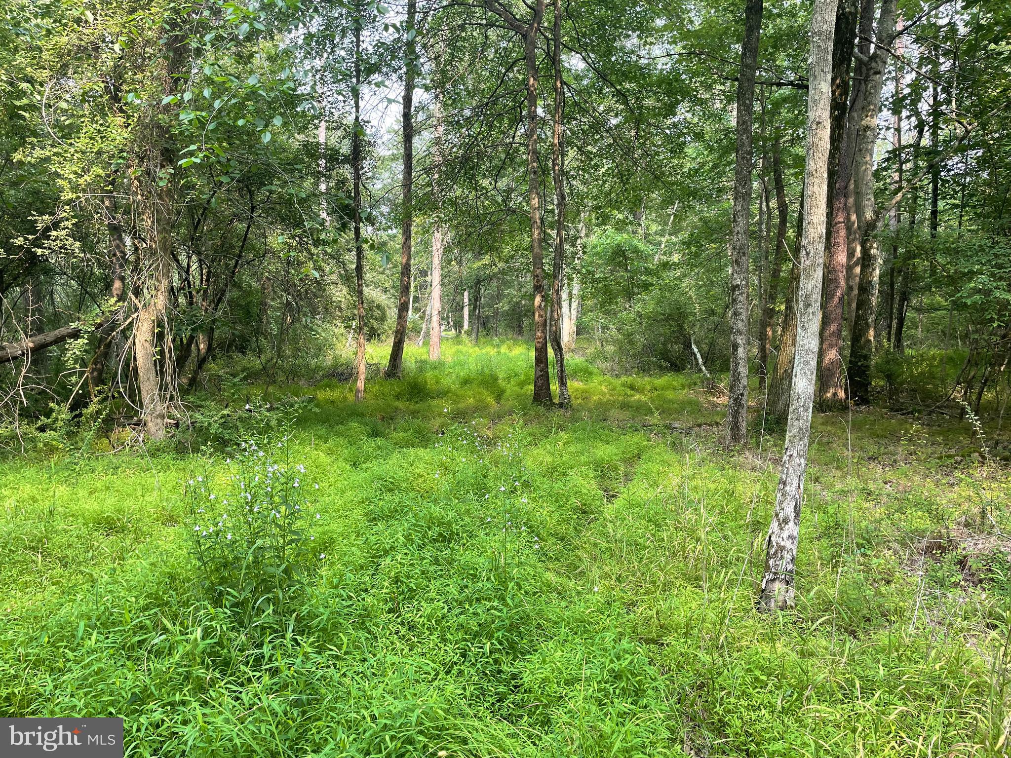 Easement