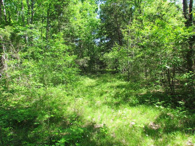 56 St Johns Road Lascassas, TN 37085 - Photo 17 of 20