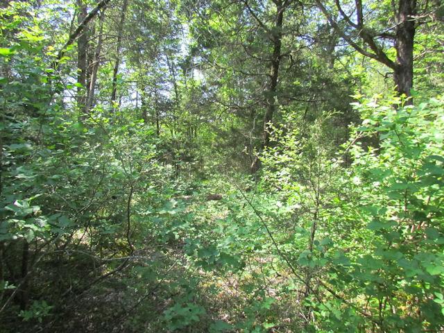 56 St Johns Road Lascassas, TN 37085 - Photo 6 of 20