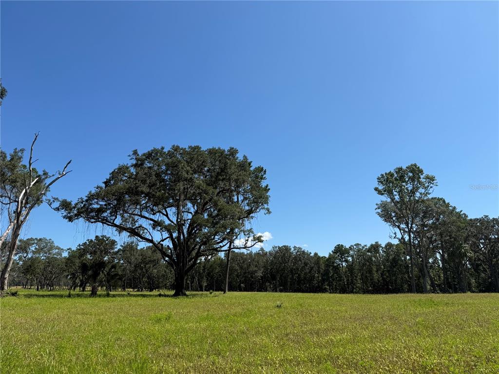 5 Northwest 193rd Street Reddick, FL 32686 - Photo 3 of 8 a view of garden with trees