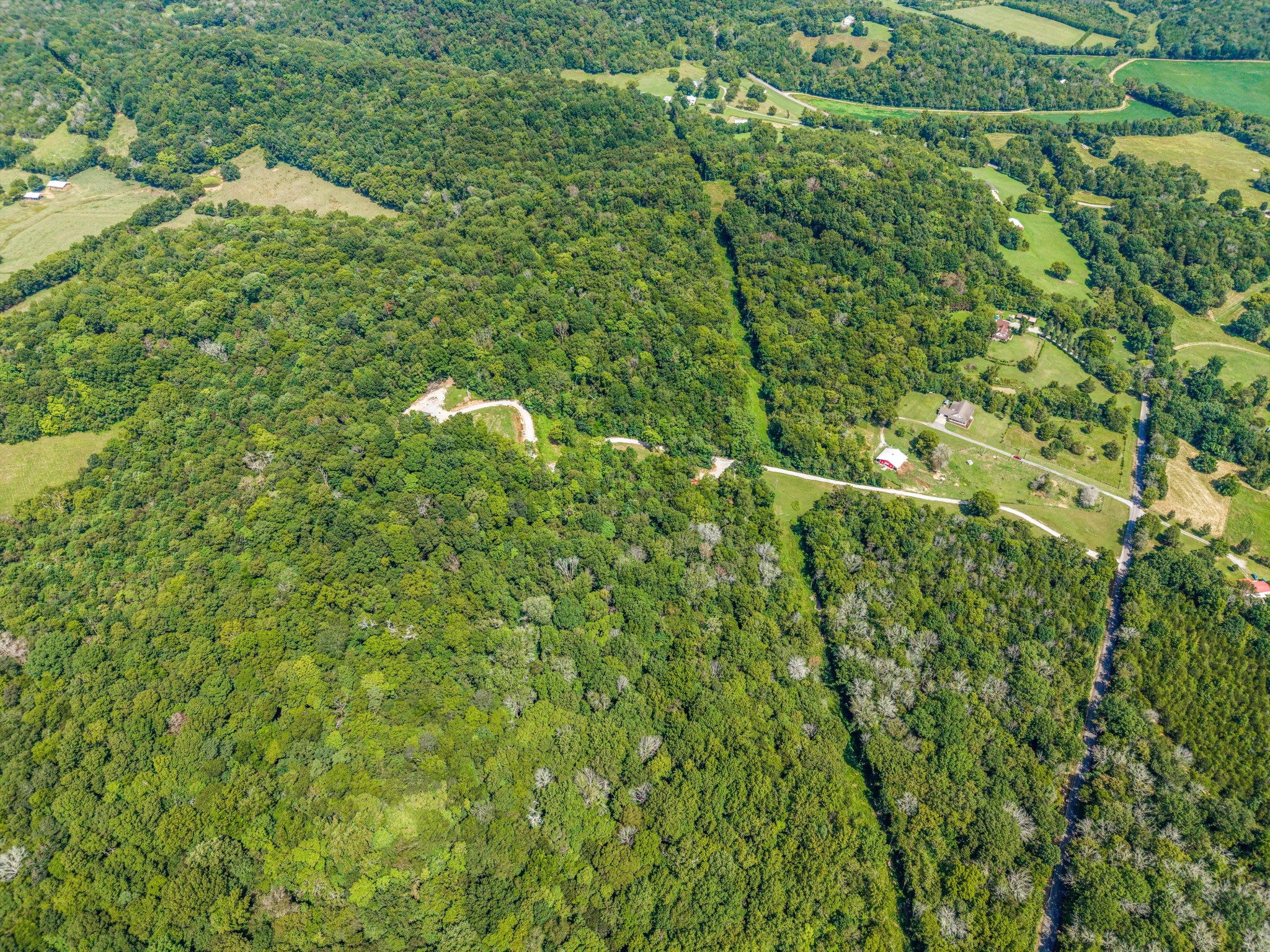 195 Curtis Road Fayetteville, TN 37334 - Photo 41 of 45 a view of a lush green forest with lots of trees