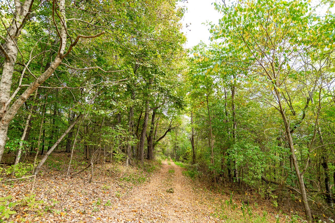 195 Curtis Road Fayetteville, TN 37334 - Photo 45 of 45 a view of a yard with plants and tree