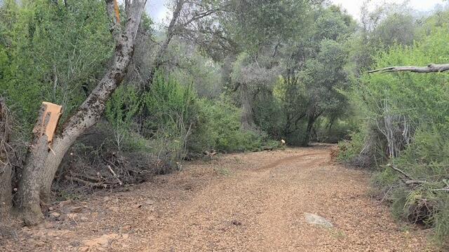 46967 Blue Ridge Drive Springville, CA 93265 - Photo 25 of 63