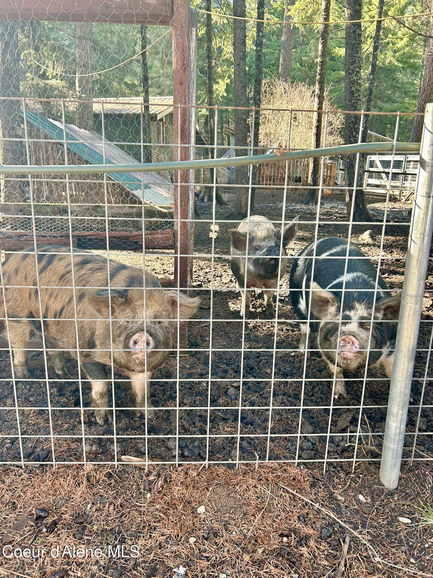 13757 North Idaho Road Rathdrum, ID 83858 - Photo 31 of 48 Enclosed Pig Sty