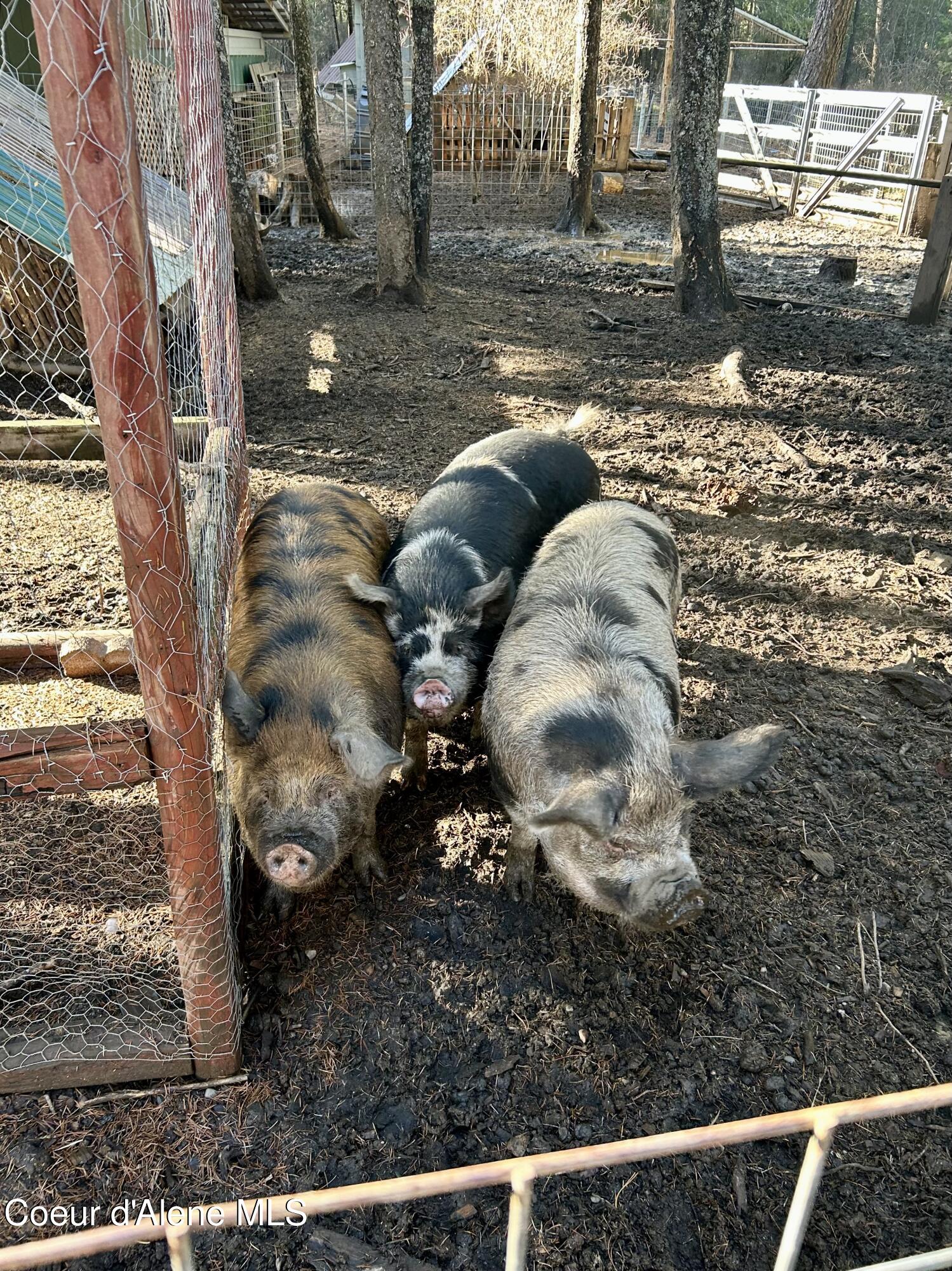 13757 North Idaho Road Rathdrum, ID 83858 - Photo 32 of 48 Pigs!