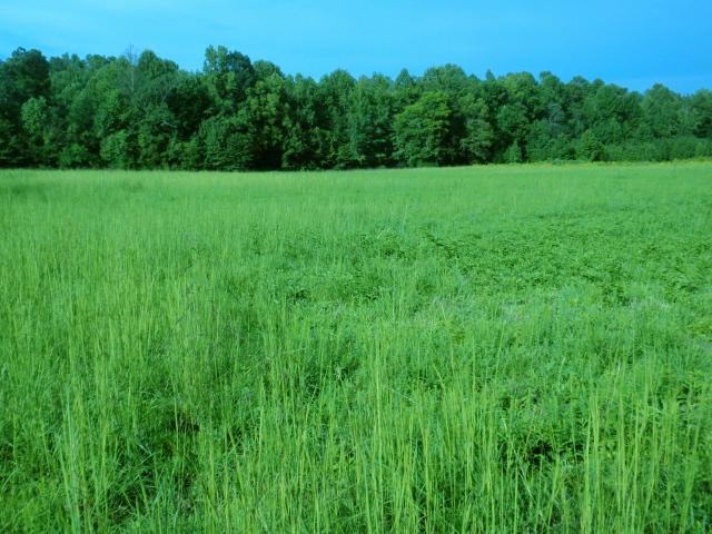 0 Moores Cemetery Road Flintville, TN 37335 - Photo 2 of 10 Gallery Image 2