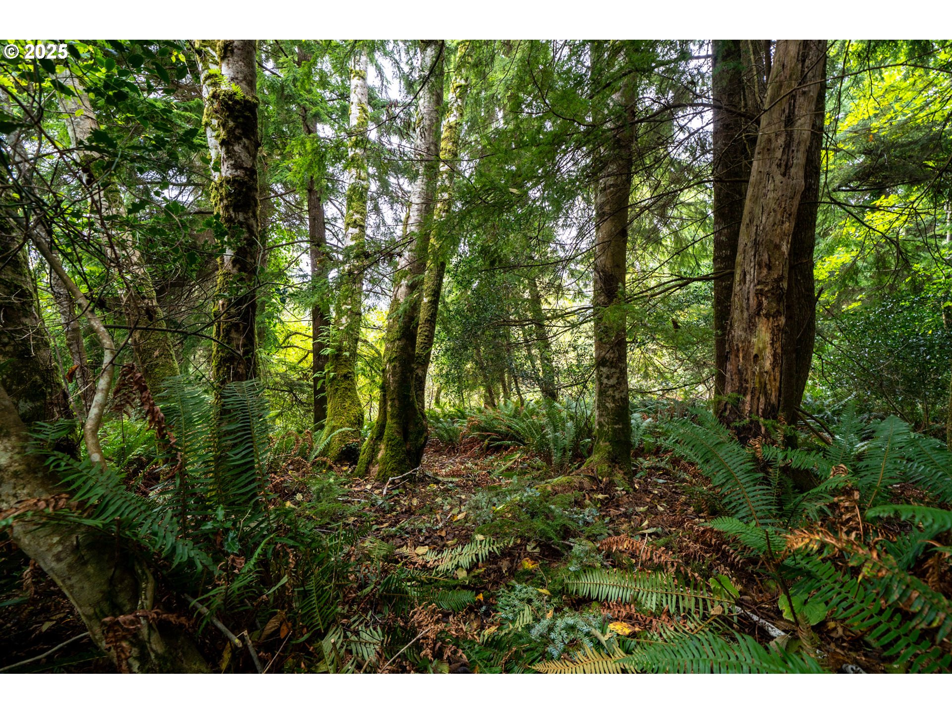 Rowe Street, Unit 1800 Wheeler, OR 97147 - Photo 6 of 11 a view of a lush green forest