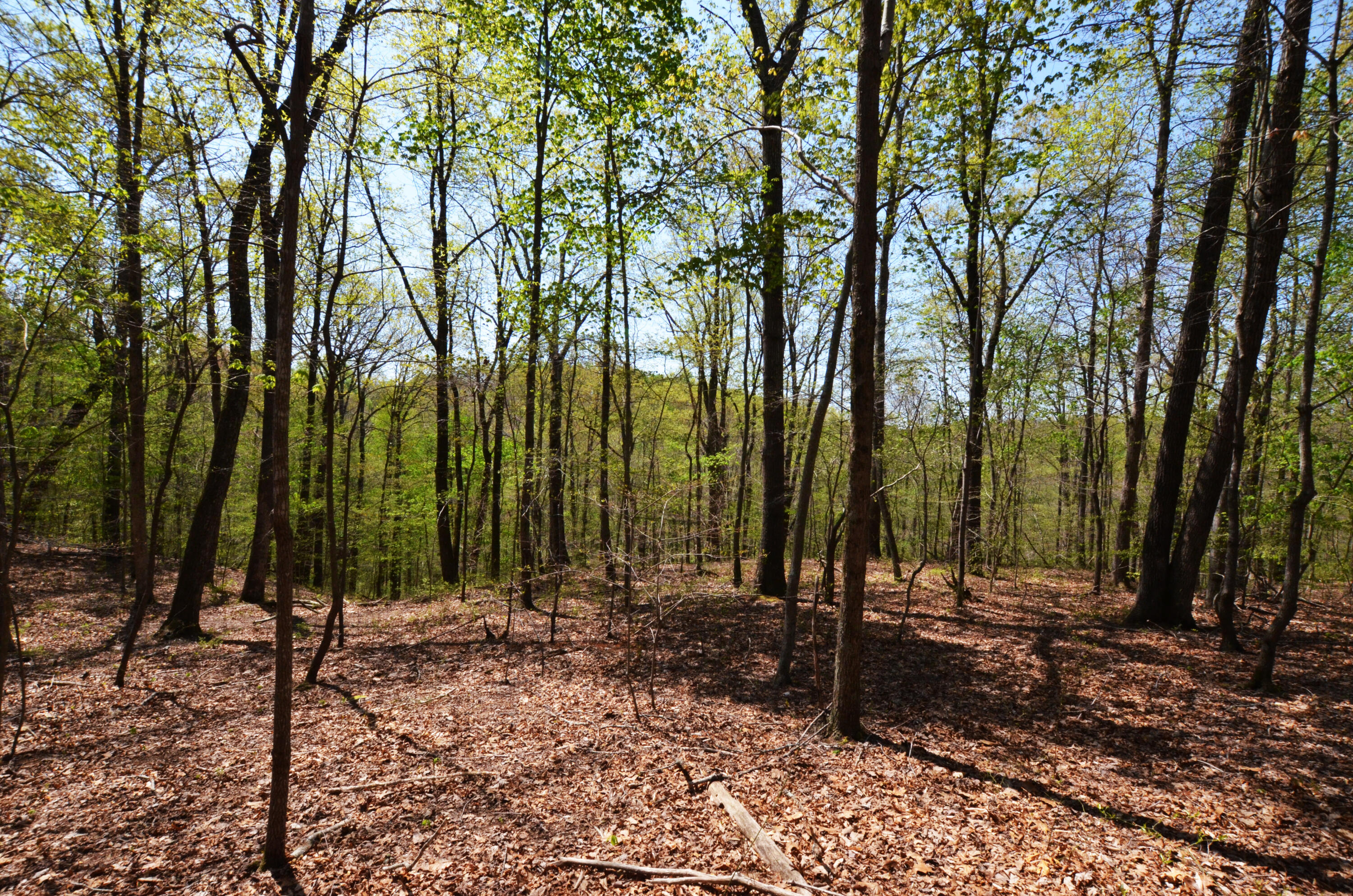 2451 Sand Hill Road Irvine, KY 40336 - Photo 8 of 33 6.27 surveyed acres!