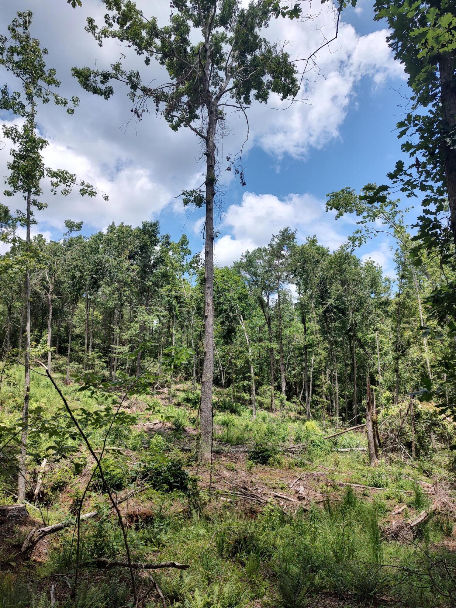 576 Red Hill Road Edgefield, SC 29824 - Photo 11 of 30