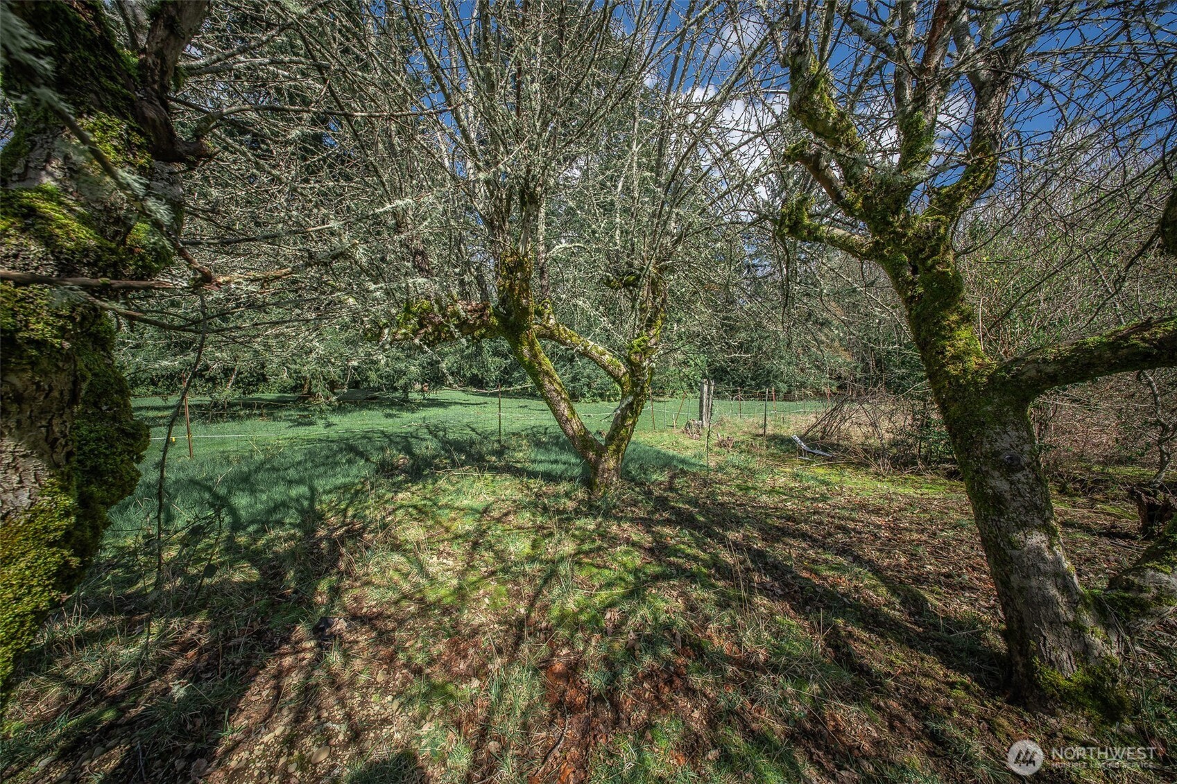 4110 Baker Ames Road Northeast Olympia, WA 98506 - Photo 15 of 40 a view of a lush green forest