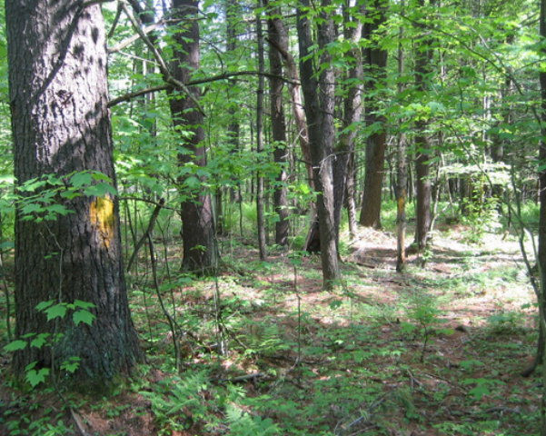 . Lalonde Road Brasher Falls, NY 13613 - Photo 1 of 1 Gallery Image 1