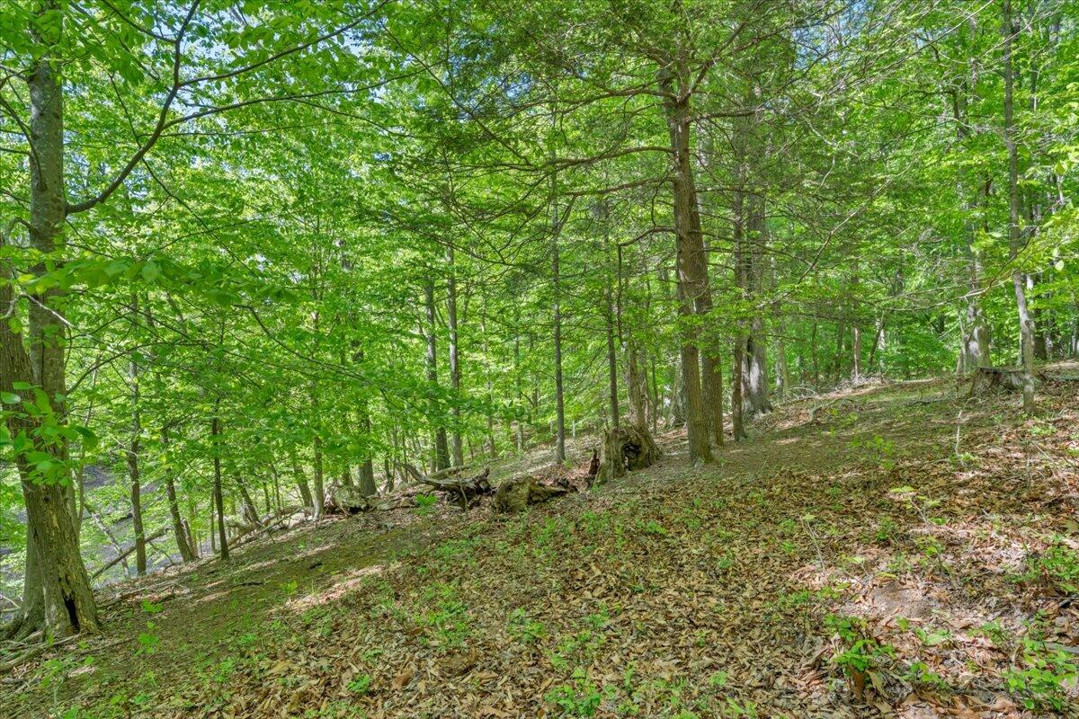 0 Somerset Cove Road Union Hall, VA 24176 - Photo 32 of 34 a big yard with lots of green space and deers