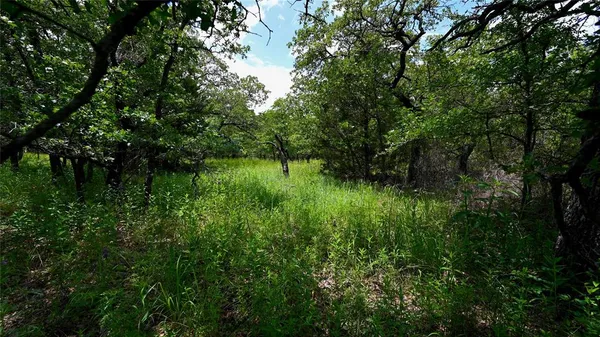 a view of a lush green space