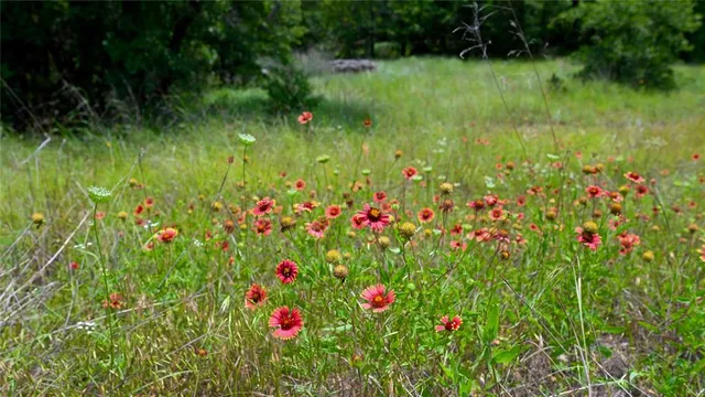 a view of a flower in a garden