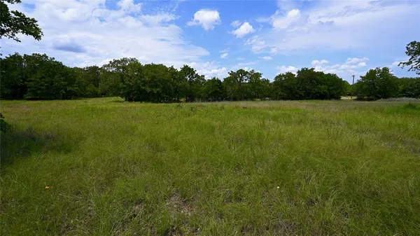 a view of a big yard with a large tree and a yard