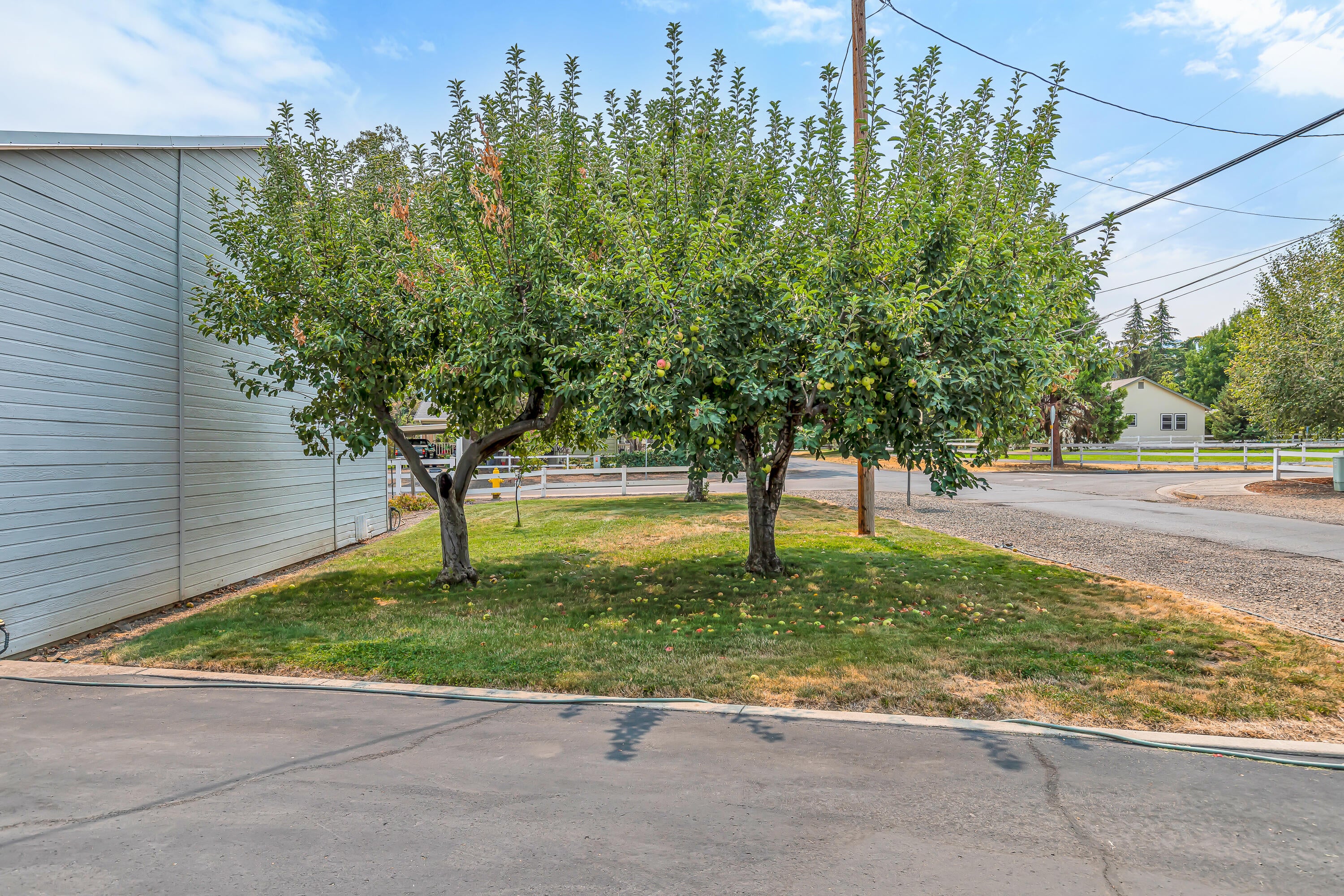 3821 Hilsinger Road Phoenix, OR 97535 - Photo 41 of 47 small orchard