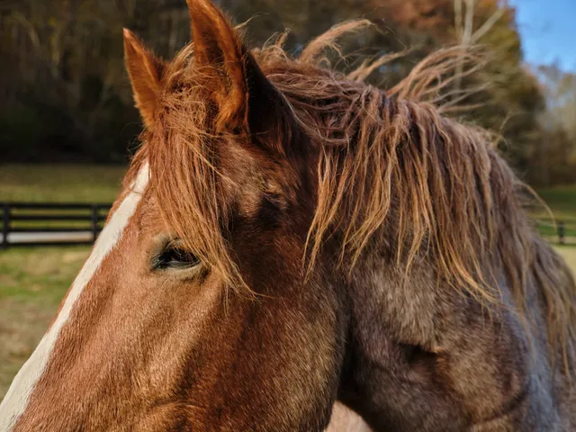 $19,990,000 | 6677 Leipers Creek Road, Columbia, TN 38401