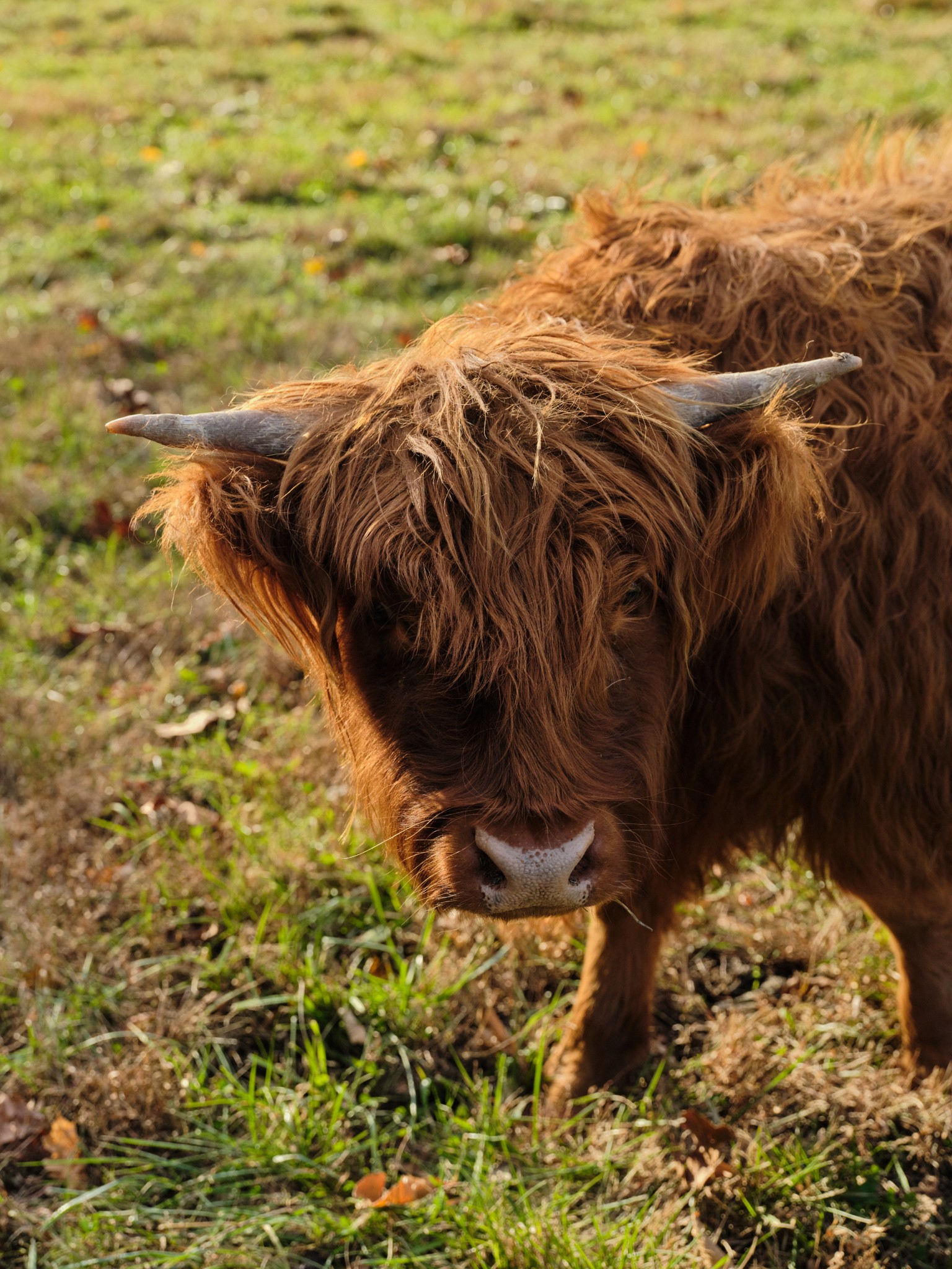 6677 Leipers Creek Road Columbia, TN 38401 - Photo 48 of 88