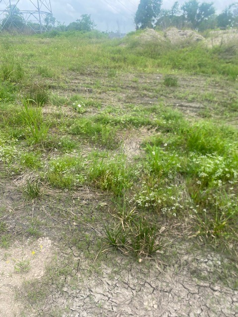 0 Cr 383 Rosharon Tx 77583 Rosharon, TX 77583 - Photo 27 of 44 a view of yard with green space