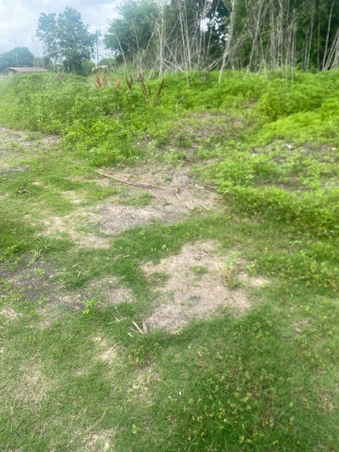 0 Cr 383 Rosharon Tx 77583 Rosharon, TX 77583 - Photo 3 of 44 a view of yard with green space and trees