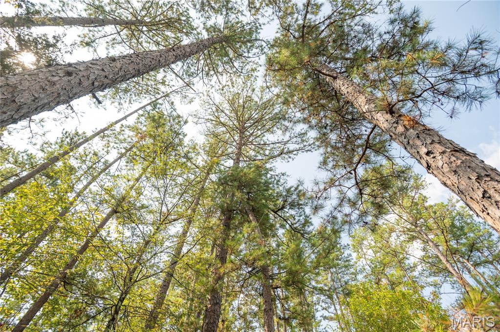 1981 Ripley Route Doniphan, MO 63935 - Photo 44 of 58