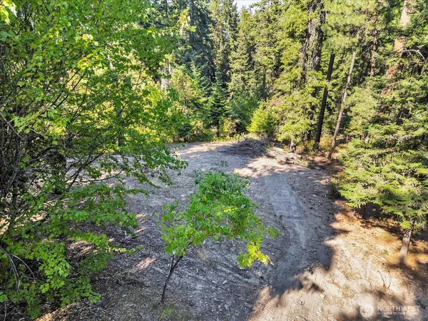 a picture of trees
