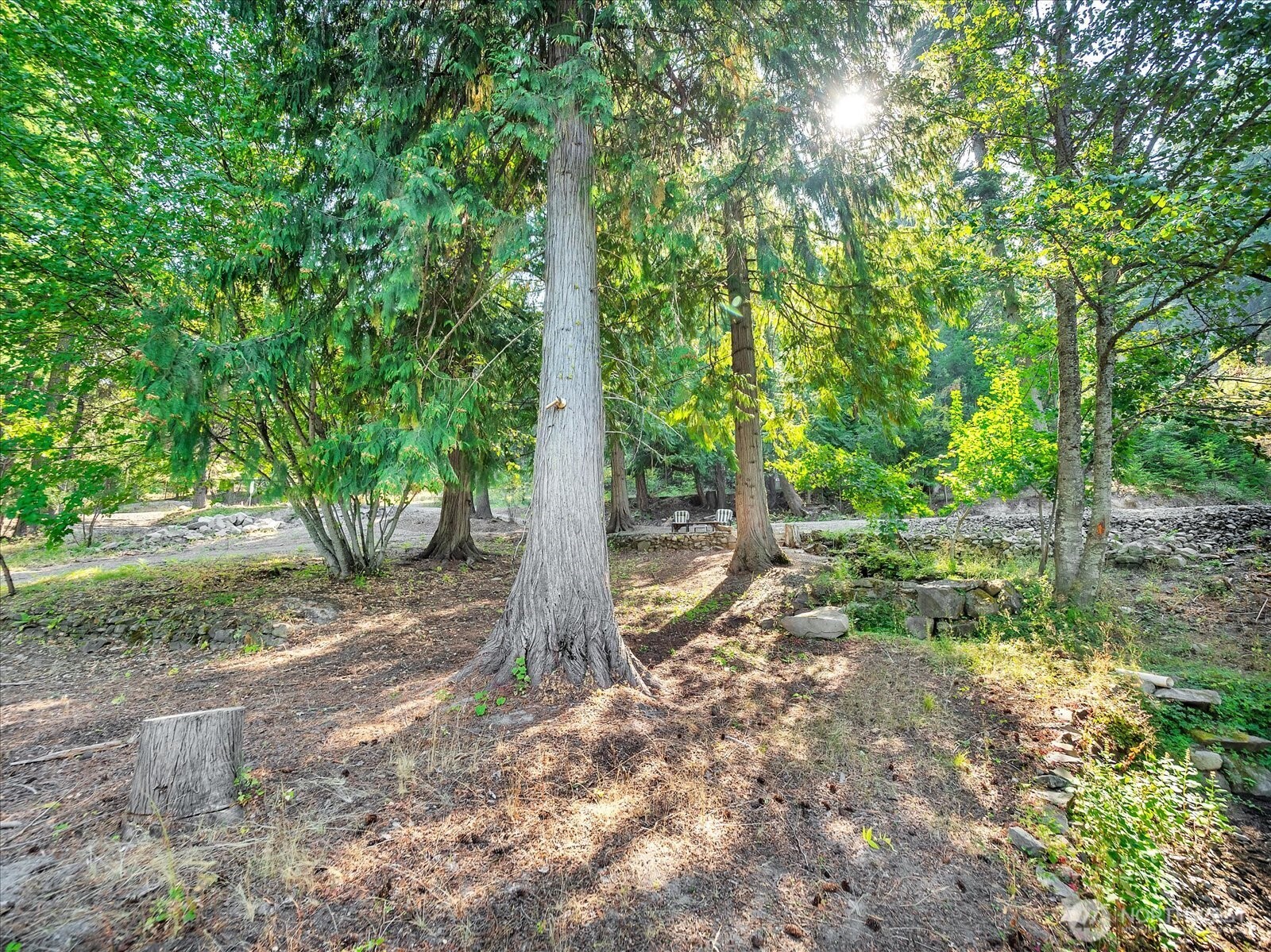 21 Grange Springs Road Cle Elum, WA 98922 - Photo 28 of 31 a view of a forest with trees