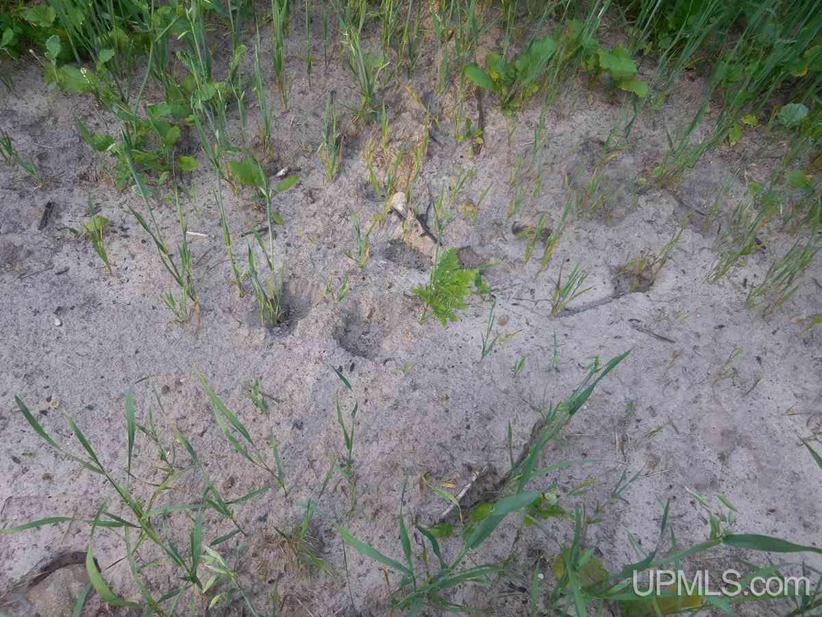 Tbd Tee Lake Road Germfask, MI 49836 - Photo 13 of 25