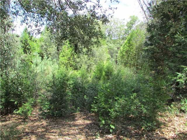 775 East Incense Cedar Road Julian, CA 92036 - Photo 23 of 25 Cedar grove.