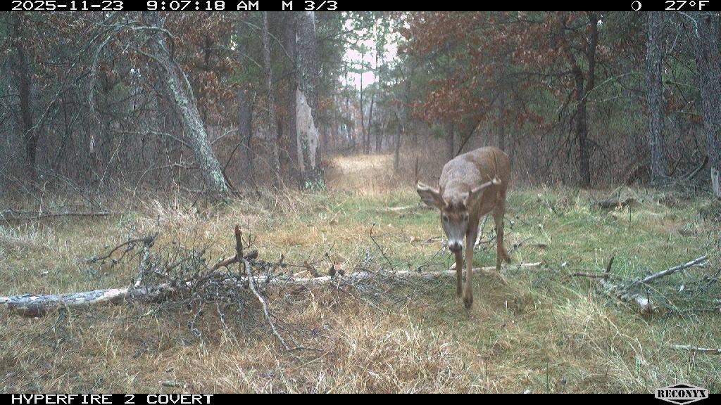 Tbd 96th Street Southwest Motley, MN 56466 - Photo 70 of 80 Gallery Image 70