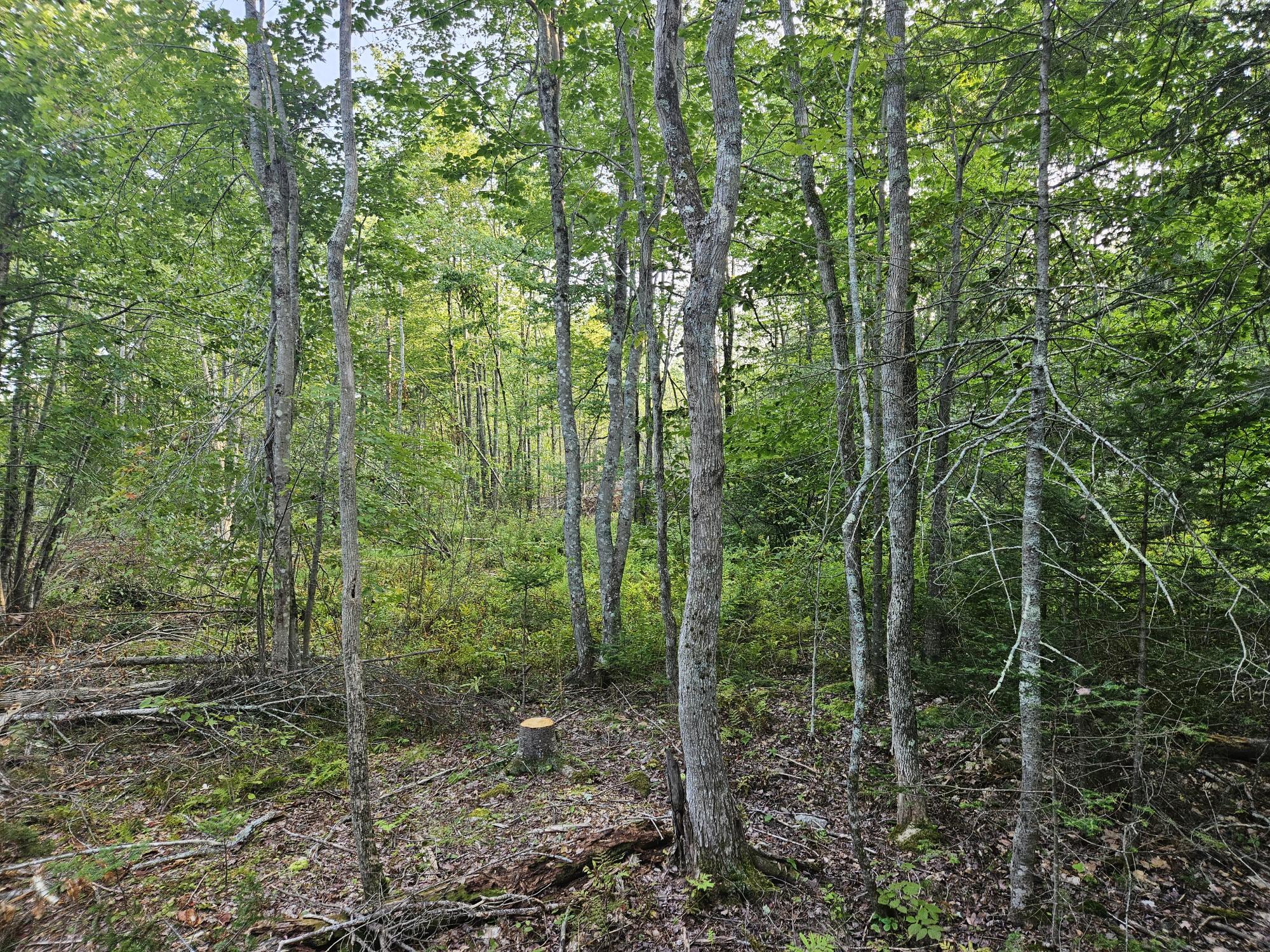 38 Bog Hill Road Searsport, ME 04974 - Photo 5 of 18 20230901_172851