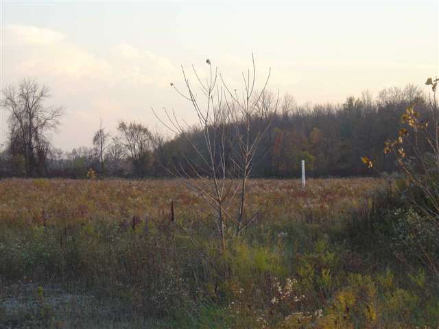 31061367-2.JPG