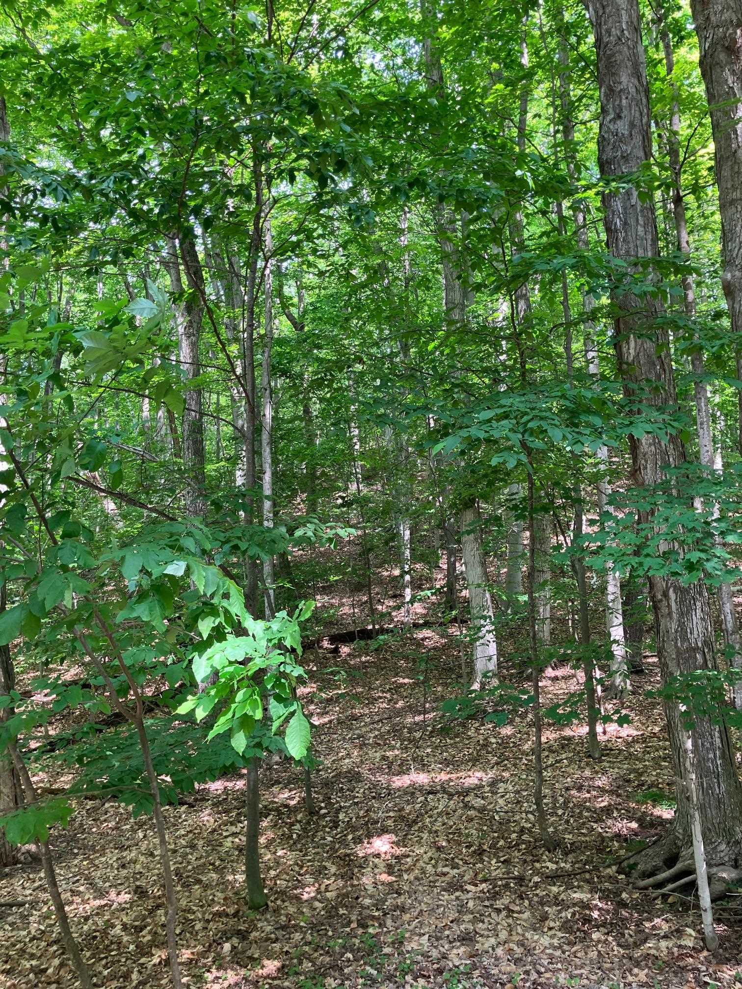 Lot 4 Spring Valley Road Beulah, MI 49617 - Photo 38 of 41
