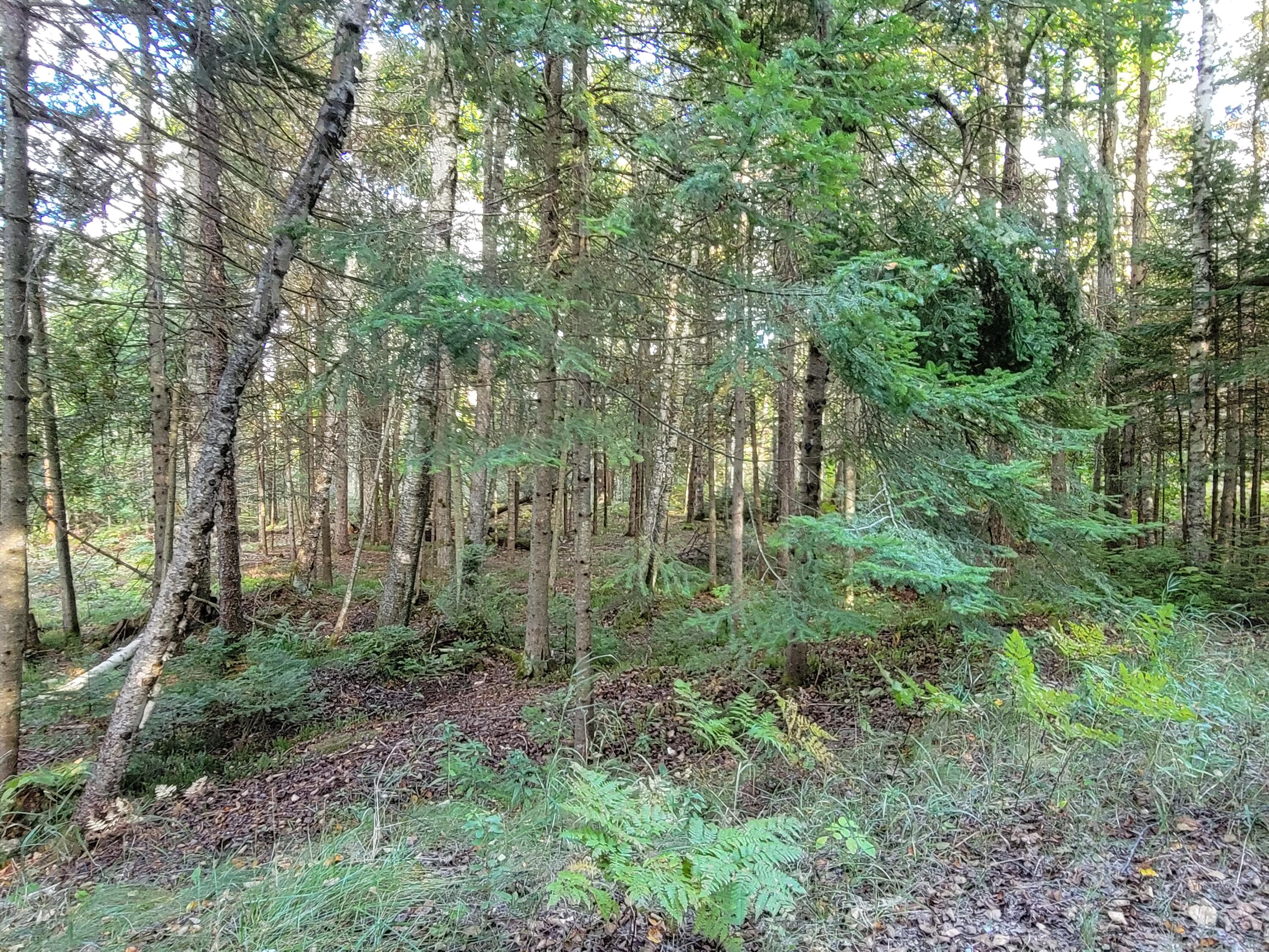 Lot 1 Brevort Camp Road Moran, MI 49760 - Photo 33 of 66 Gallery Image 33