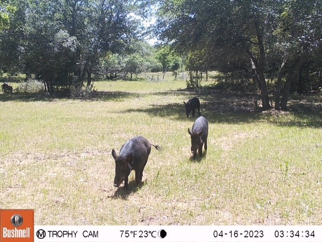 1561 Cr 154 Road Weimar, TX 78962 - Photo 31 of 46 a view of a lake with a yard